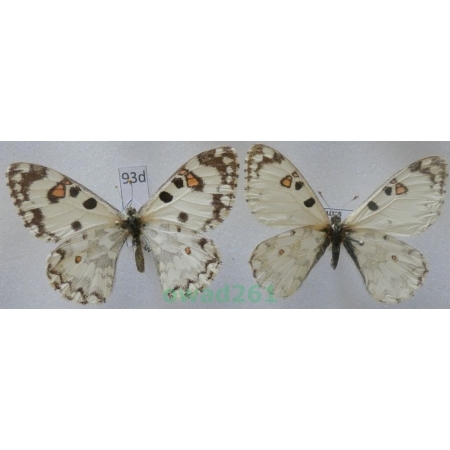 Hypermnestra helios Nickerl, 1846 pair Uzbekistan93d